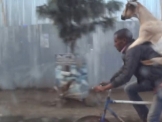 بالفيديو .. تيس يعتلي ظهر صاحبه في نزهة على دراجة هوائية